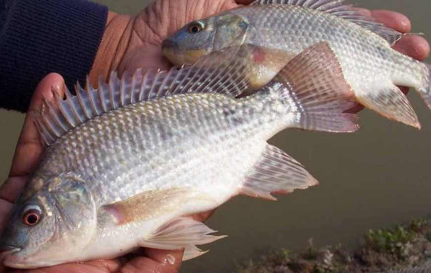  A medida é mais uma ação da gestão para fomentar o setor de piscicultura
