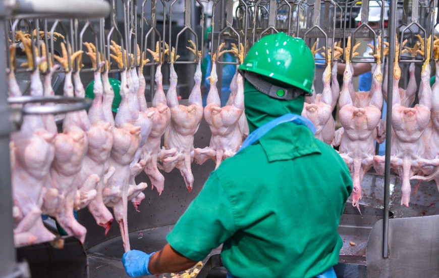 Indústria de aves no Tocantins. 