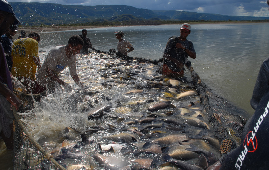  Produção da tilápia, em tanques rede, no lago de Palmas 