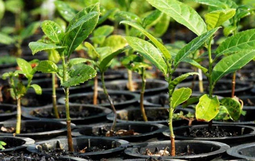 Mudas nativas serão doadas