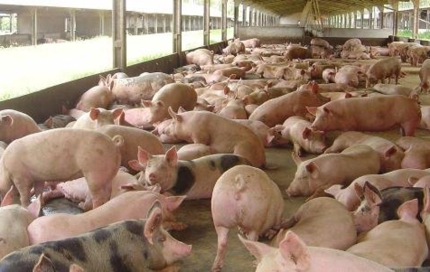 Quatro mil foram abatidos