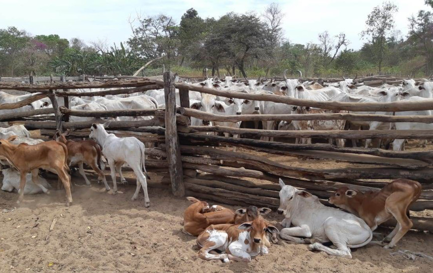 Foram vacinados 116.796 bovídeos em 344 retiros. 