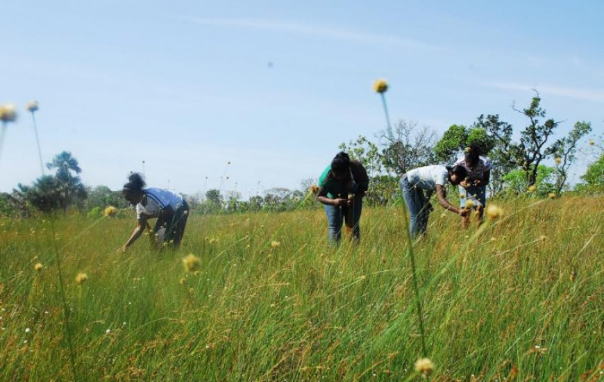 Colheita começa no próximo dia 20, em Mumbuca