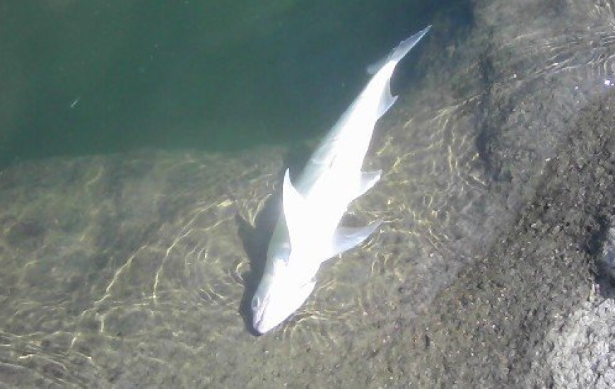 Peixes tentam sobreviver