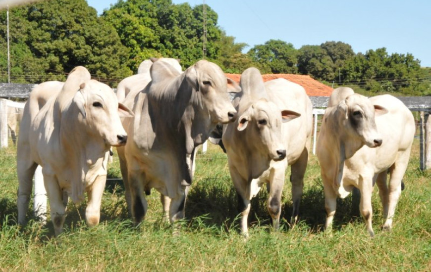 Uso da tecnologia da inseminação artificial
