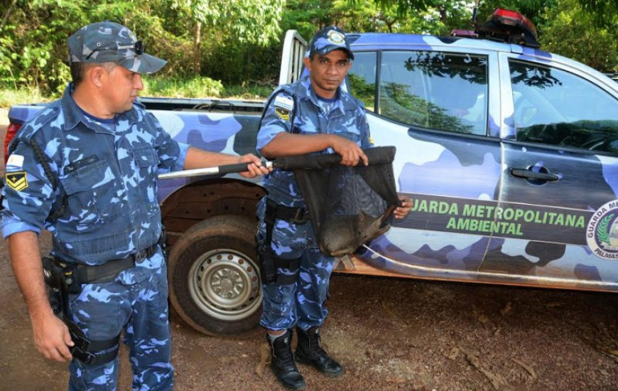 Raposa é resgatada e levada ao Naturatins