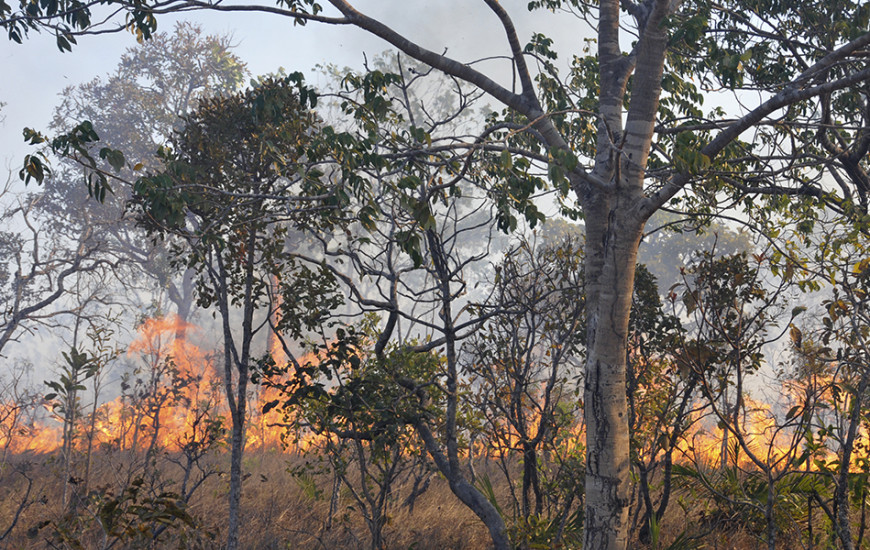 Avanço de queimadas preocupa.