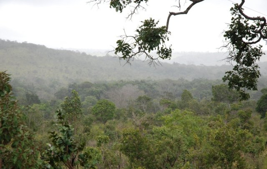 Cerrado oferece grande potencial