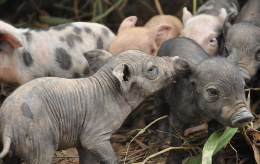 Setor de suínos cresceu 16,1% no Tocantins