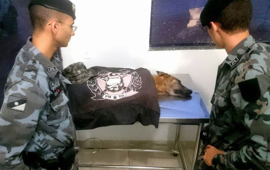 Cadelinha do GOC passa por eutanásia