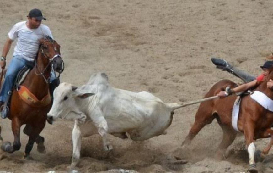 OAB alerta para maus tratos em rodeios