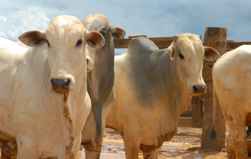 Somente os animais com até 24 meses de idade serão vacinados