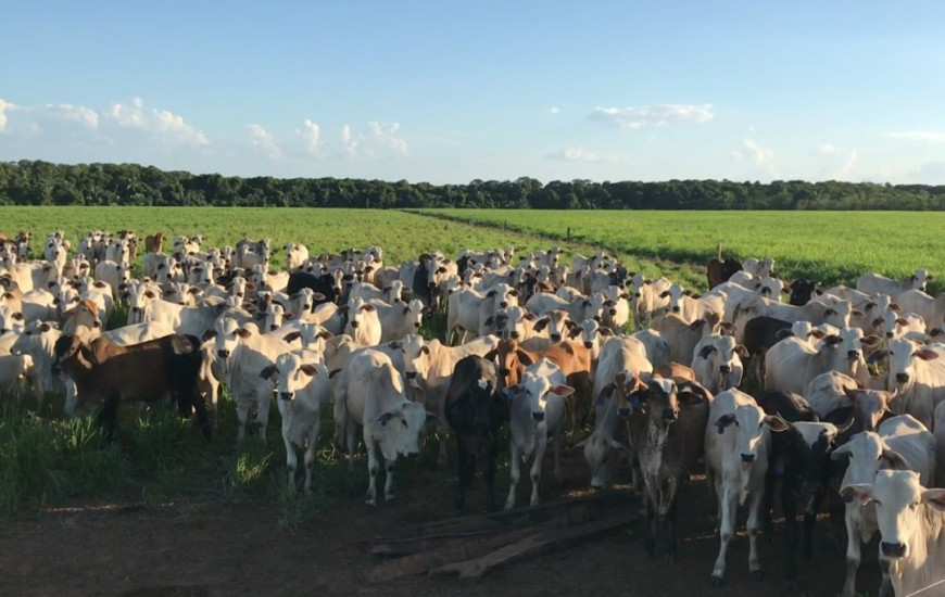 Curso faz parte da programação do Agosto Verde.