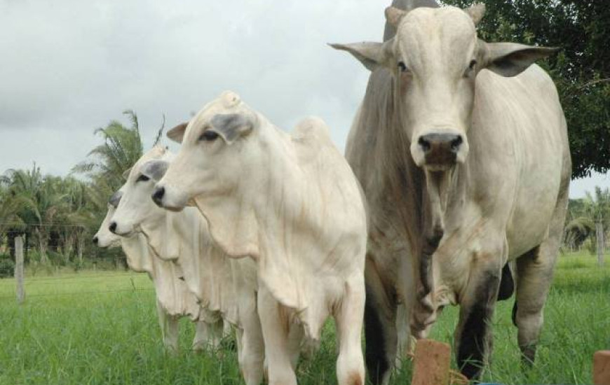 Simpósio de Reprodução Bovina acontece em Palmas