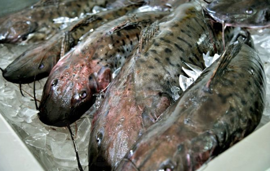 Auditoria fiscal agropecuária foi realizada pelo governo federal 