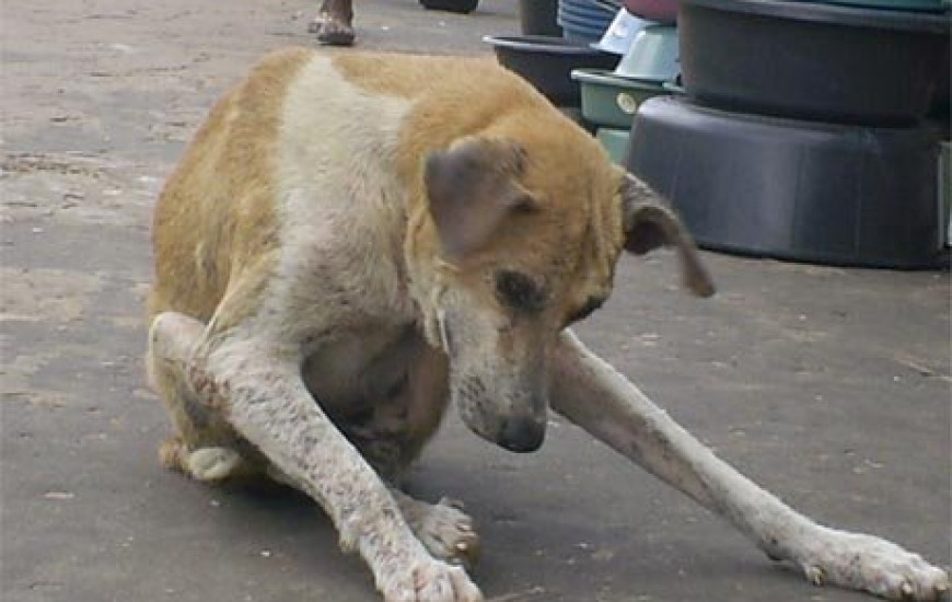 Cachorro com calazar