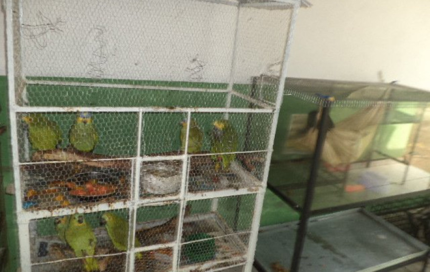 Animais estariam alojados de forma inadequada