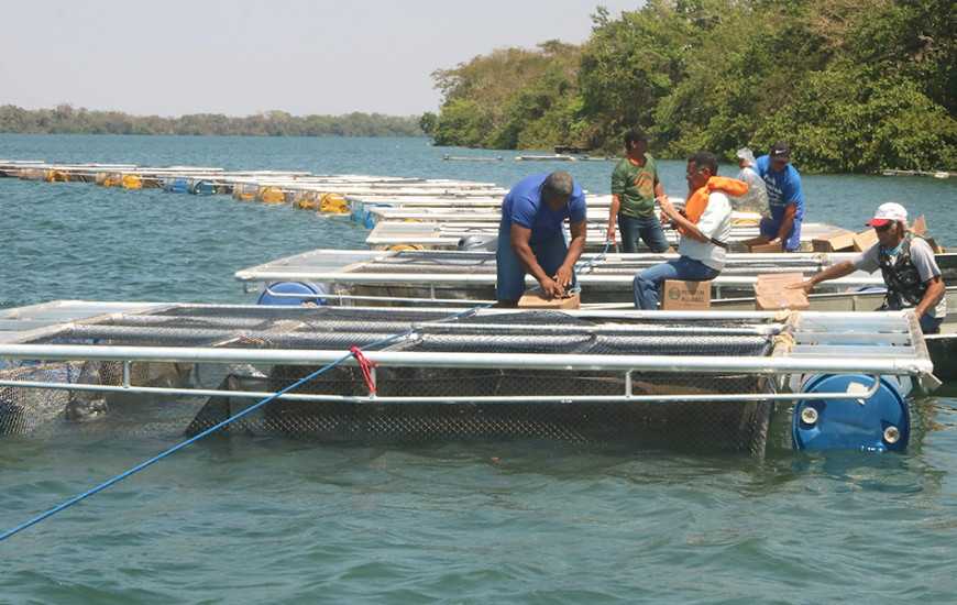 Trabalho aponta excelente resultado para produção da tilápia no Tocantins 