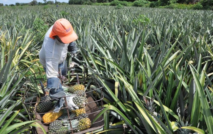 O plantio de abacaxi inicia sempre em setembro