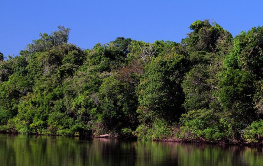 Tocantins lidera a lista com a redução de desmatamento