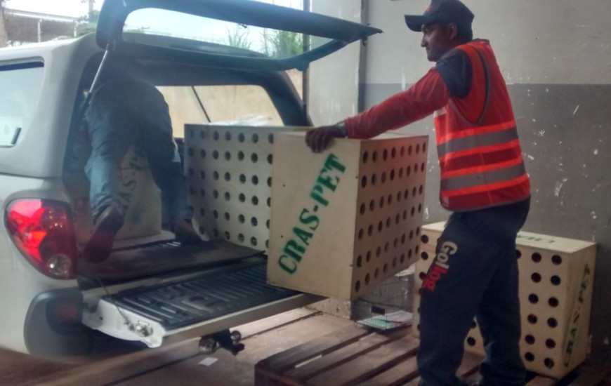 Papagaios foram encaminhados para fazenda em Almas