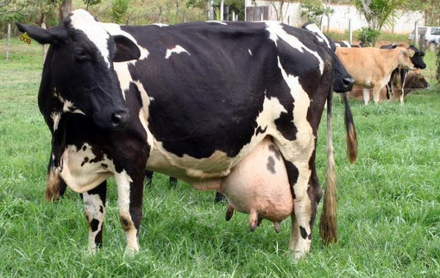 Sebrae terá espaço Vitrine do Leite