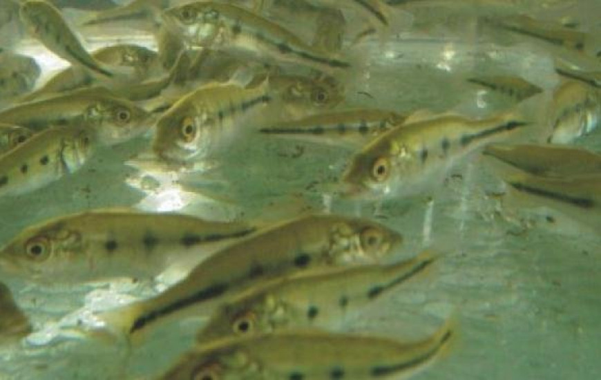 A 9º Semana do Peixe acontece até o dia 18