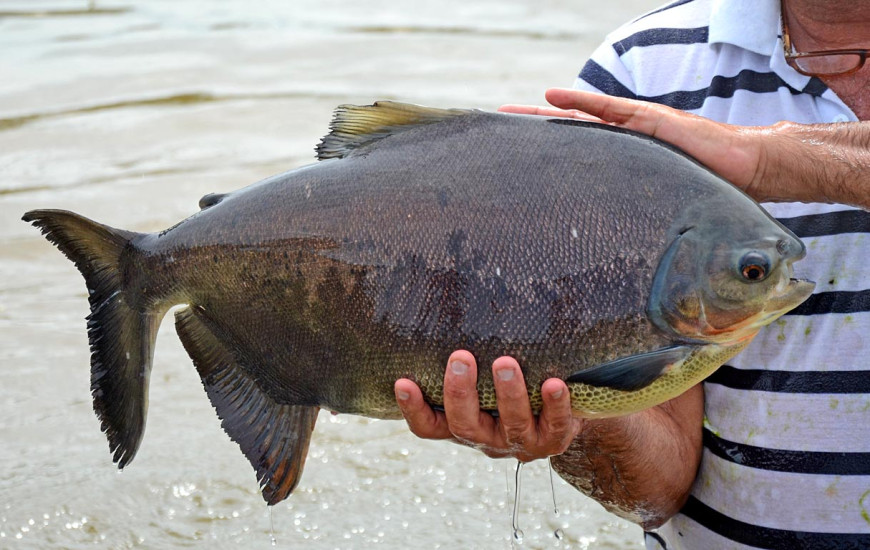 Regras para o transporte de pescado trará mais segurança alimentar 