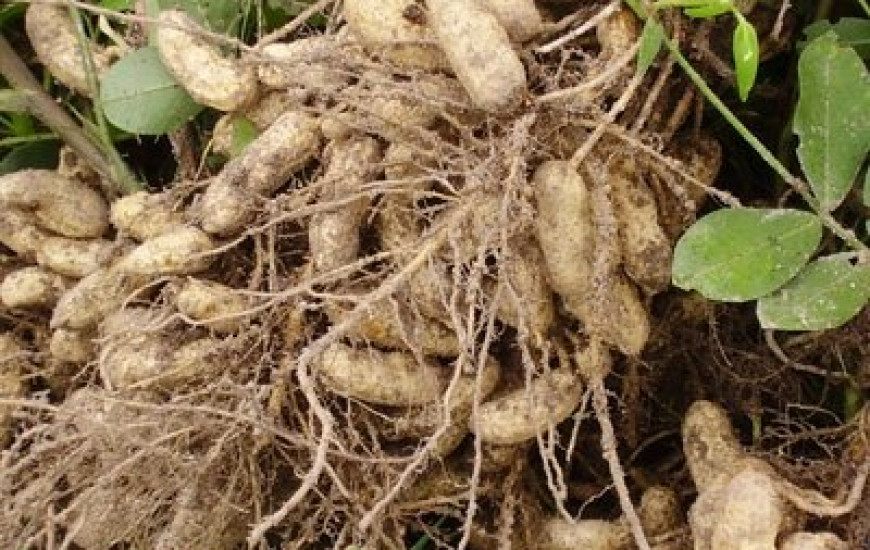 Tem cultivo em Guaraí