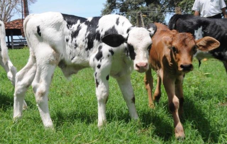 Curso de inseminação artificial começa nesta terça