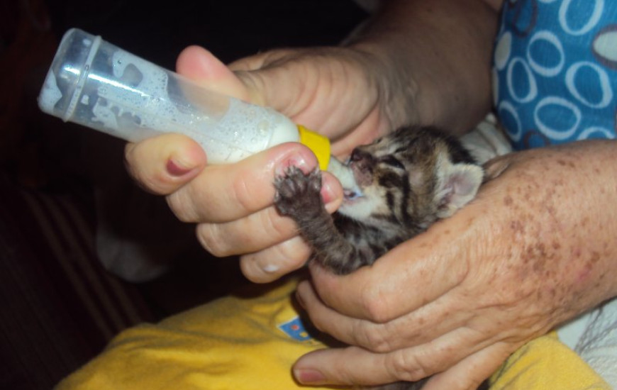 Gato de moradora que denunciou mortes na 605 sul