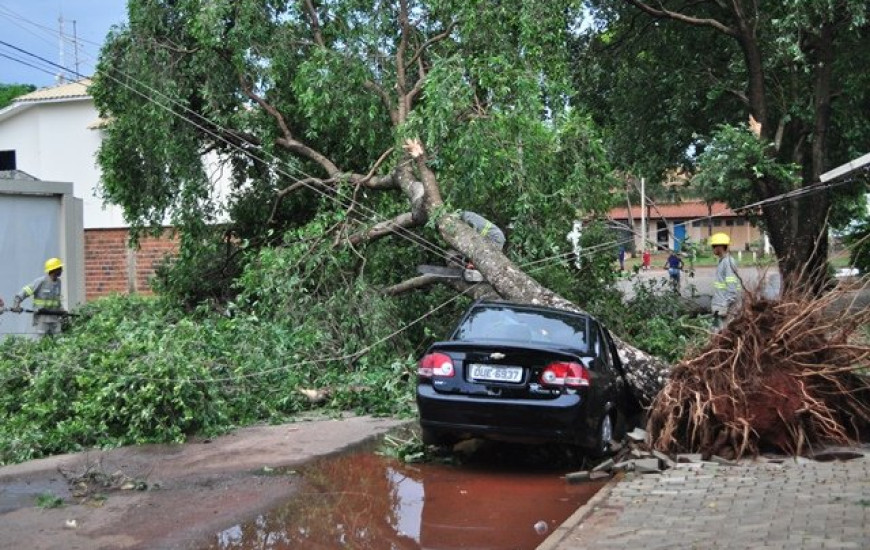 Árvore caiu em cima do carro do IBGE