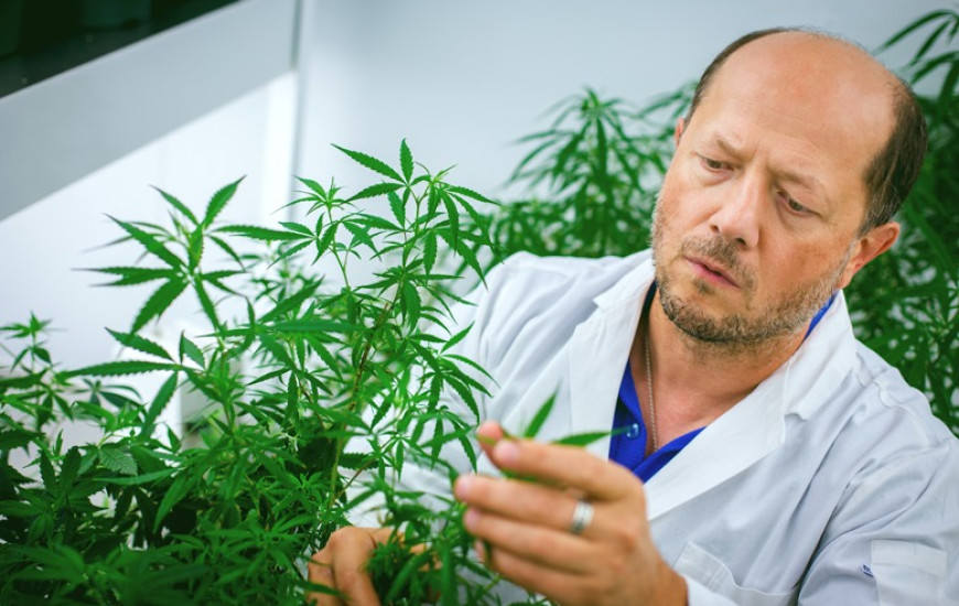 Pesquisadores fazem teste com cannabis
