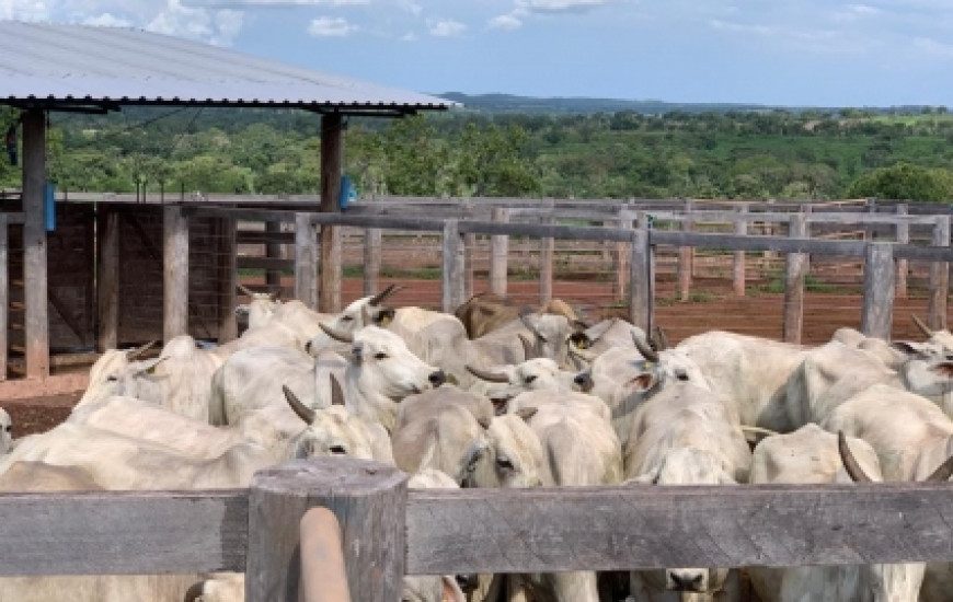 Rebanho do produtor Orlando Machado.
