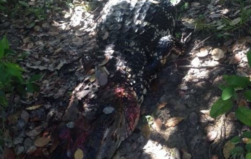 Jacaré teria engolido homem no Rio Araguaia