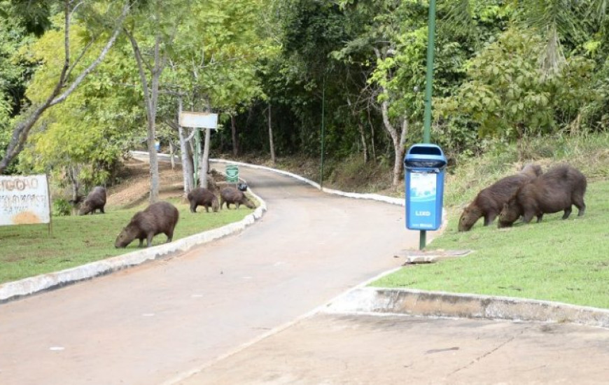Macacos foram encontrados mortos no Cesamar