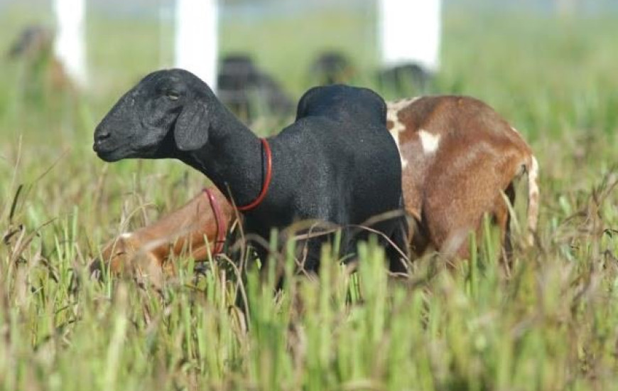 Dia de Campo da Cadeira Produtiva da Ovinocultura