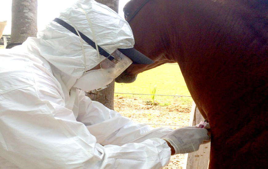 Focos da doença ocorrem em Formoso, Sandolândia e Cariri