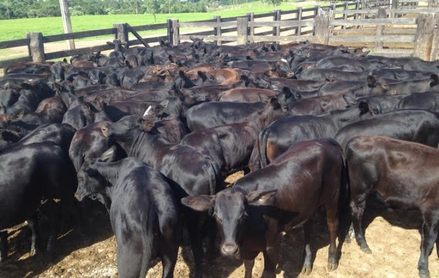 Serão leiloados cerca de 10 mil animais