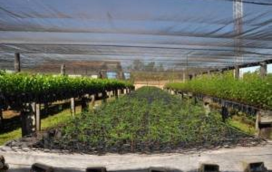 Mudas produzidas serão replantadas