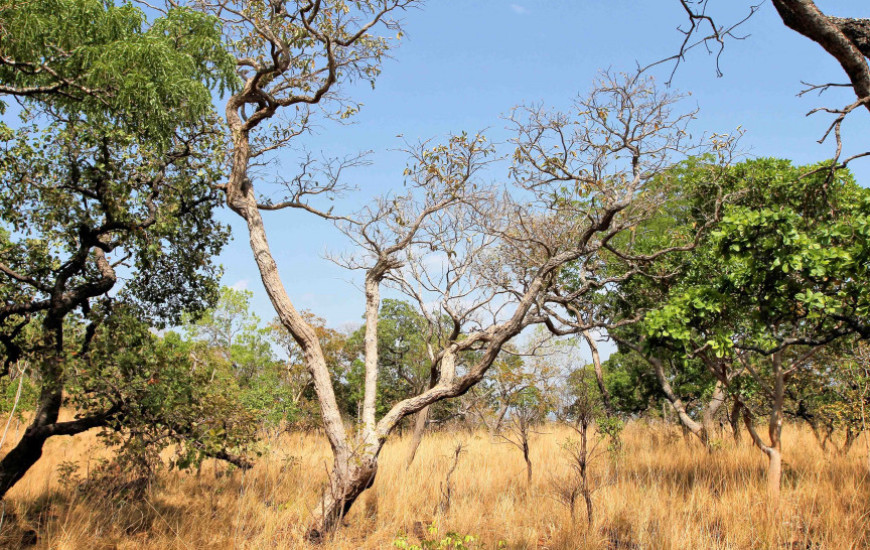 Evento também debaterá a condução do Programa de REDD+ Jurisdicional do TO