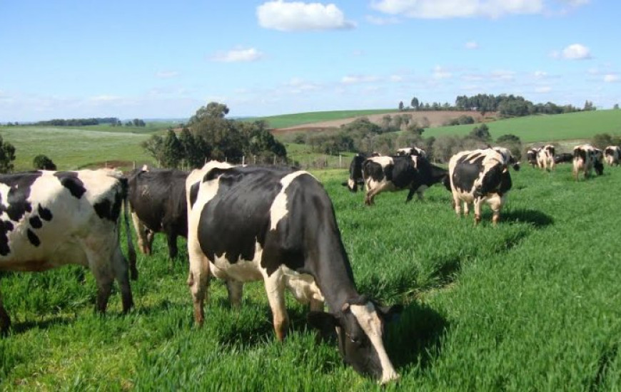 Pecuária de corte será tema de curso