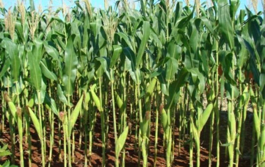 Produção milho safrinha