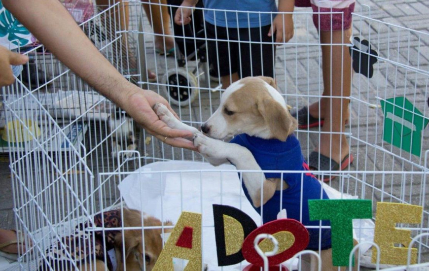 Animais foram resgatados e agora buscam um lar