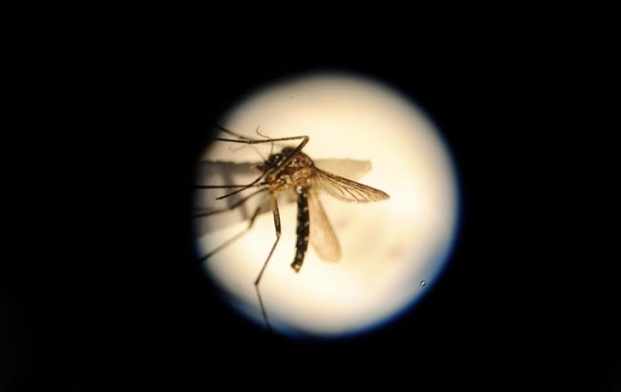 Doença é transmitida pelo mesmo mosquito da dengue