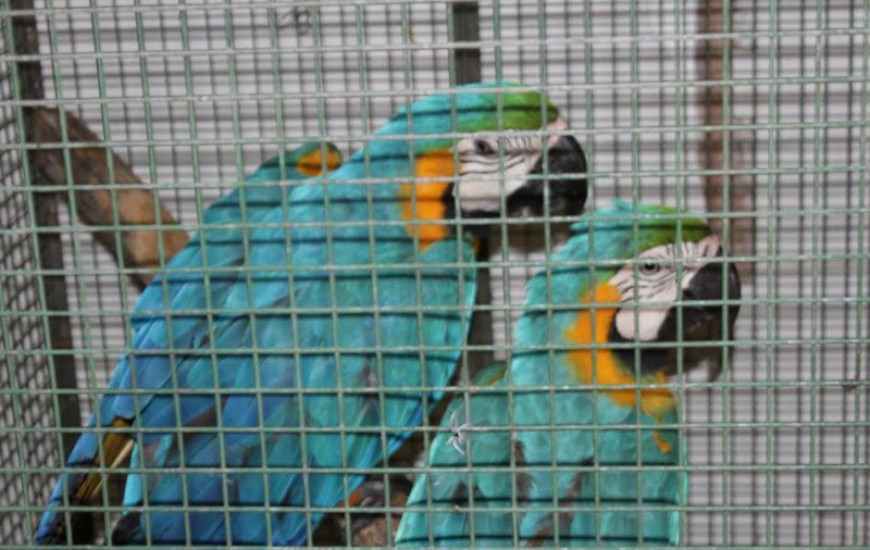 Araras são resgatadas em Palmas