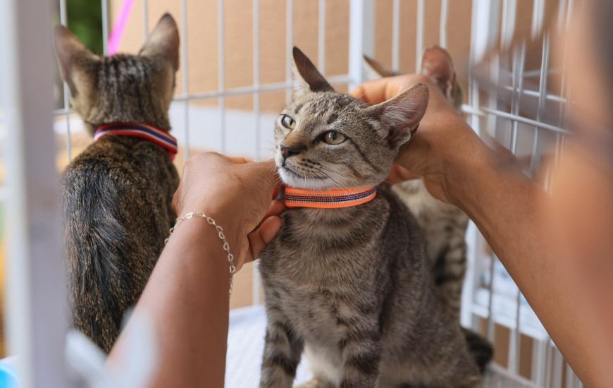 Evento começa a partir das 16 horas