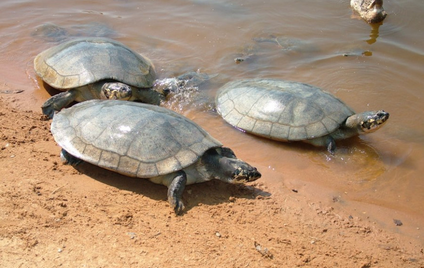 Identificação será feita pelo Naturatins