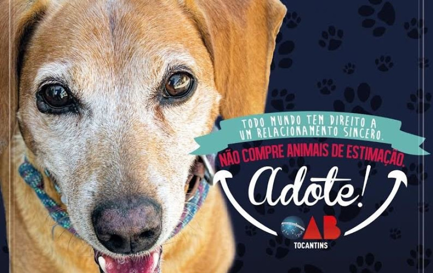 Campanha incentiva adoção de animais