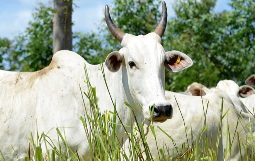 II Agroalmas será na Fazenda Laço de Ouro